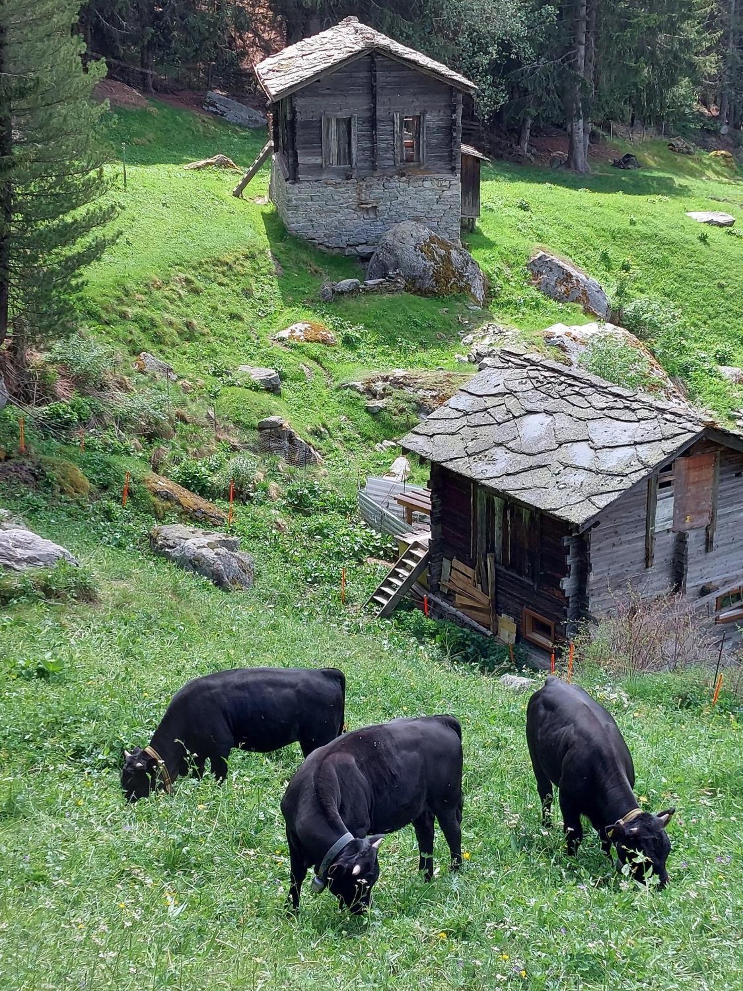 B&B Alpenroesli Gasenried Ruang foto